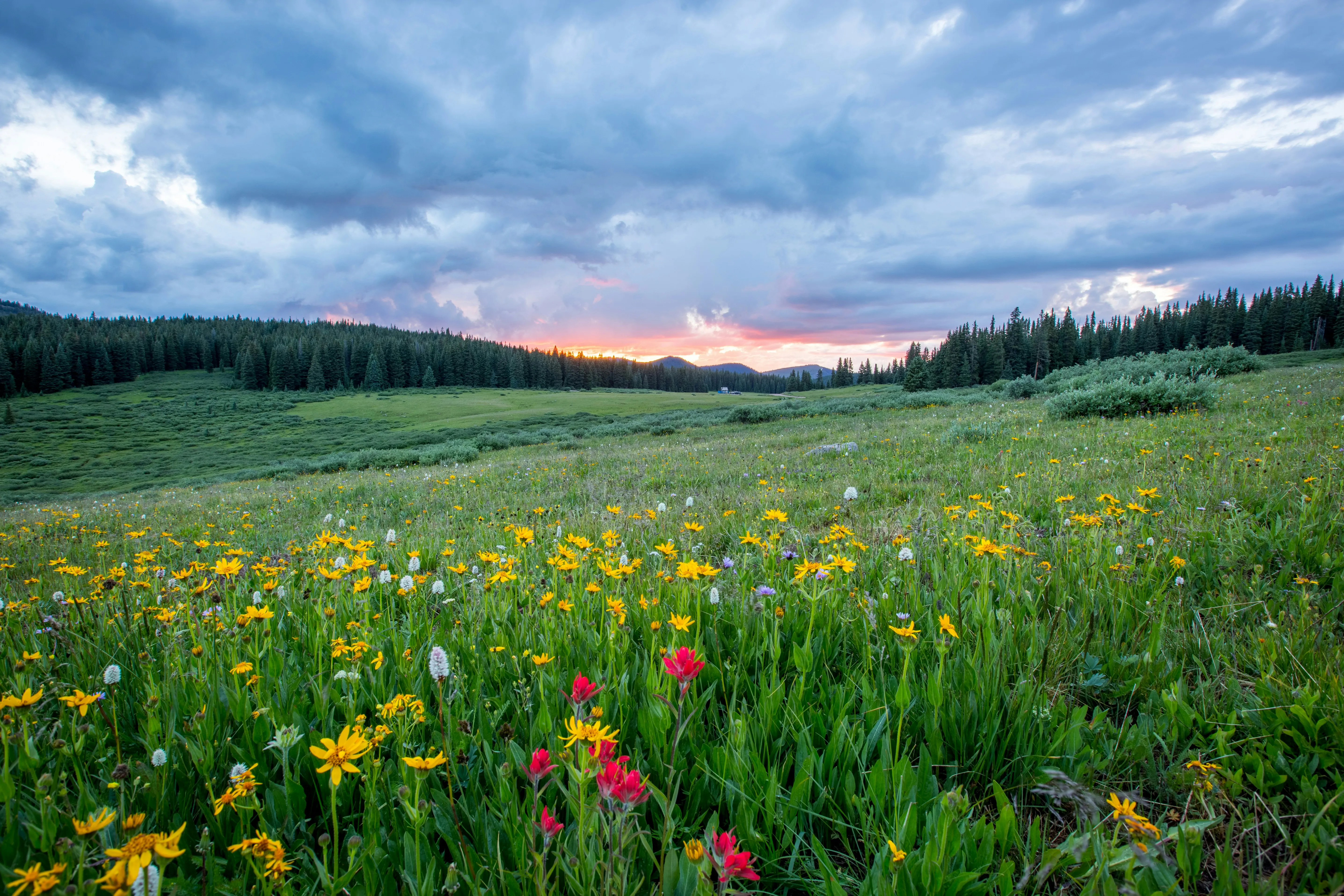 flower filled meadow